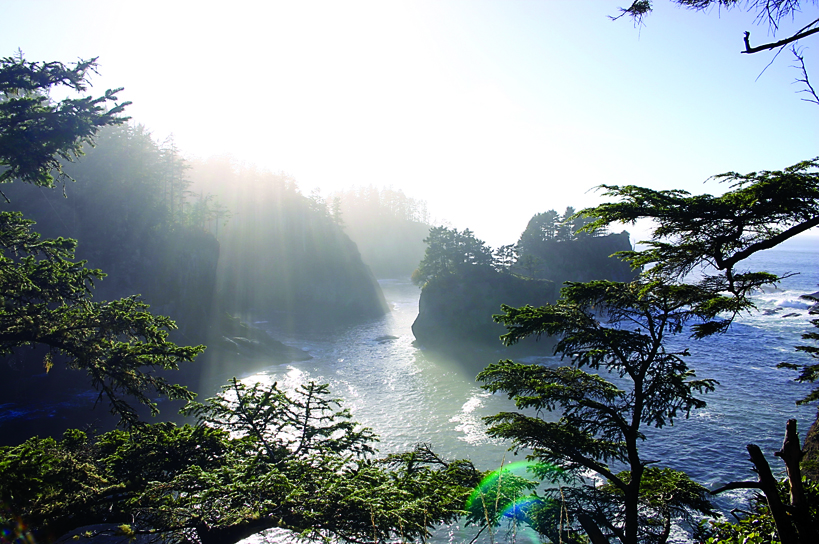 A guided hike of the Cape Flattery trail will include information about plants and other animals that share the area with bald eagles. Neah Bay Eagle Festival