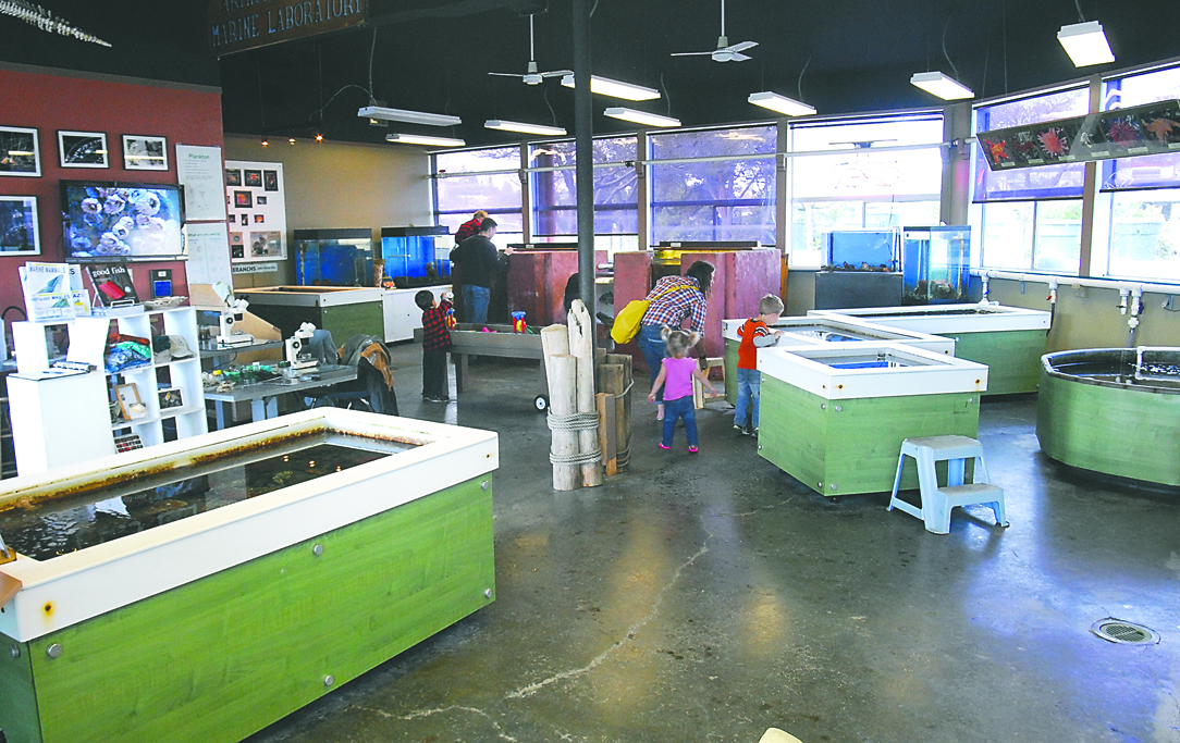 Visitors examine the touch tanks at the Feiro Marine Life Center on Port Angeles' City Pier last week. Keith Thorpe/Peninsula Daily News
