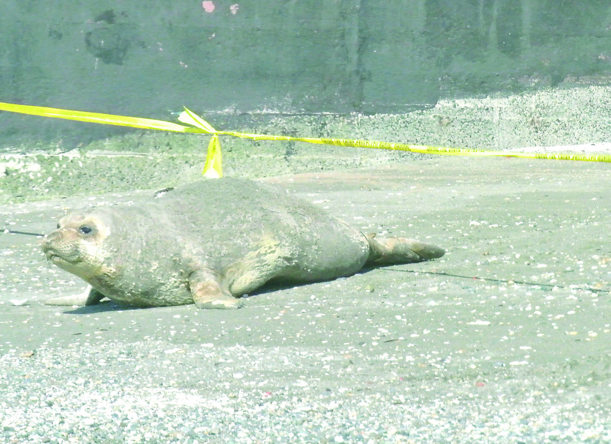 The juvenile elephant seal that a local girl has dubbed "Star