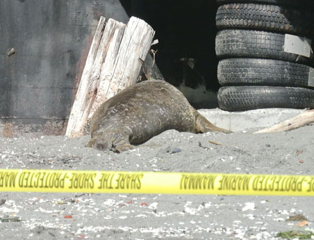 Star the juvenile elephant seal takes a breather under the deck at Nifty Fifties on Monday morning. Charlie Bermant/Peninsula Daily News