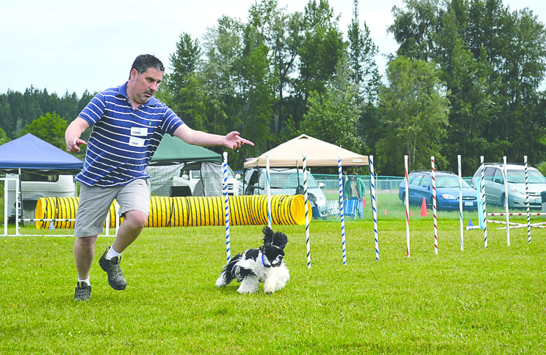 Russ Harned of Mill Creek guides his 4½-year-old American cocker spaniel