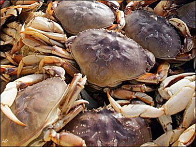 Recreational crab season begins on the North Olympic Peninsula on July 3. Peninsula Daily News file photo