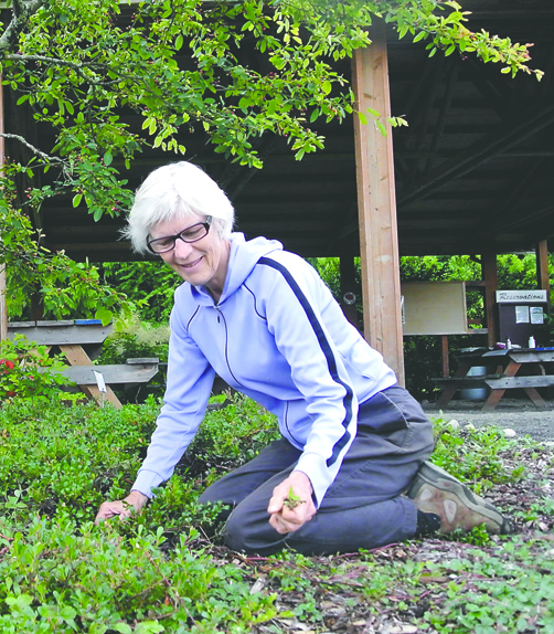 Linda Landkammer helps get the new arboretum ready for today's opening at H.J. Carroll Park in Chimacum. Charlie Bermant/Peninsula Daily News