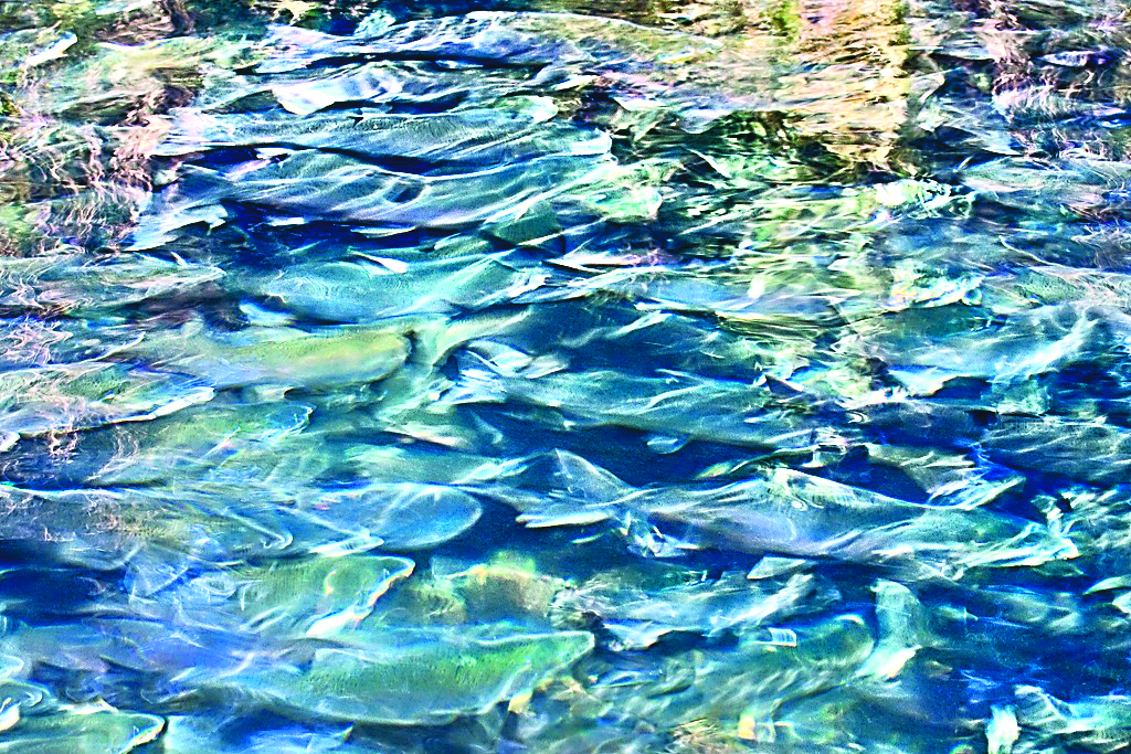 “Dungeness Homecoming