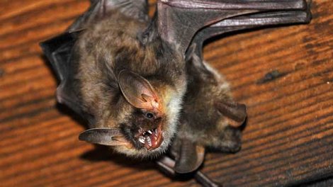 A rabid bat scratched a man at Lake Crescent. Peninsula Daily News file photo (click on photo to enlarge)