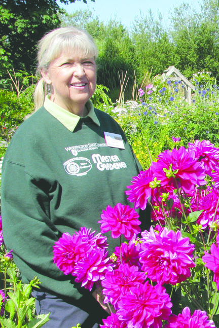 Master Gardener Florence Larsen will share techniques for growing dahlias Saturday. Master Gardeners of Clallam County