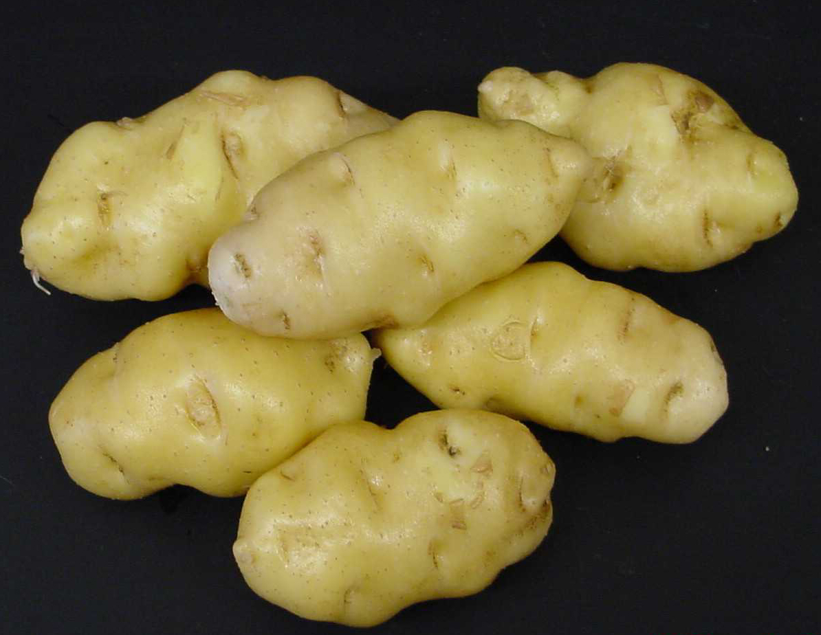 A batch of Ozette potatoes