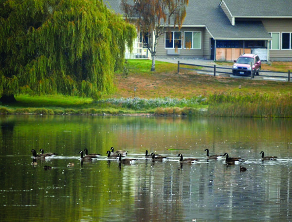 Geese flock to the Kah Tai Lagoon Nature Park in Port Townsend. Charlie Bermant/Peninsula Daily News