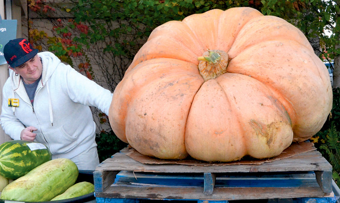 Port Townsend Food Co-op produce manager Derek Christensen sets up the display for a giant pumpkin earlier this week. Customers have until Oct. 30 to guess the monster's weight