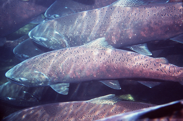 Chinook salmon