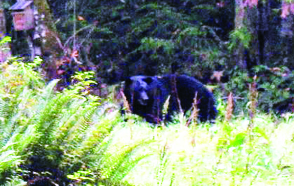 Bob Pasco his furry intruder on film as the black bear dismantles some of his beehives southwest of Sequim.