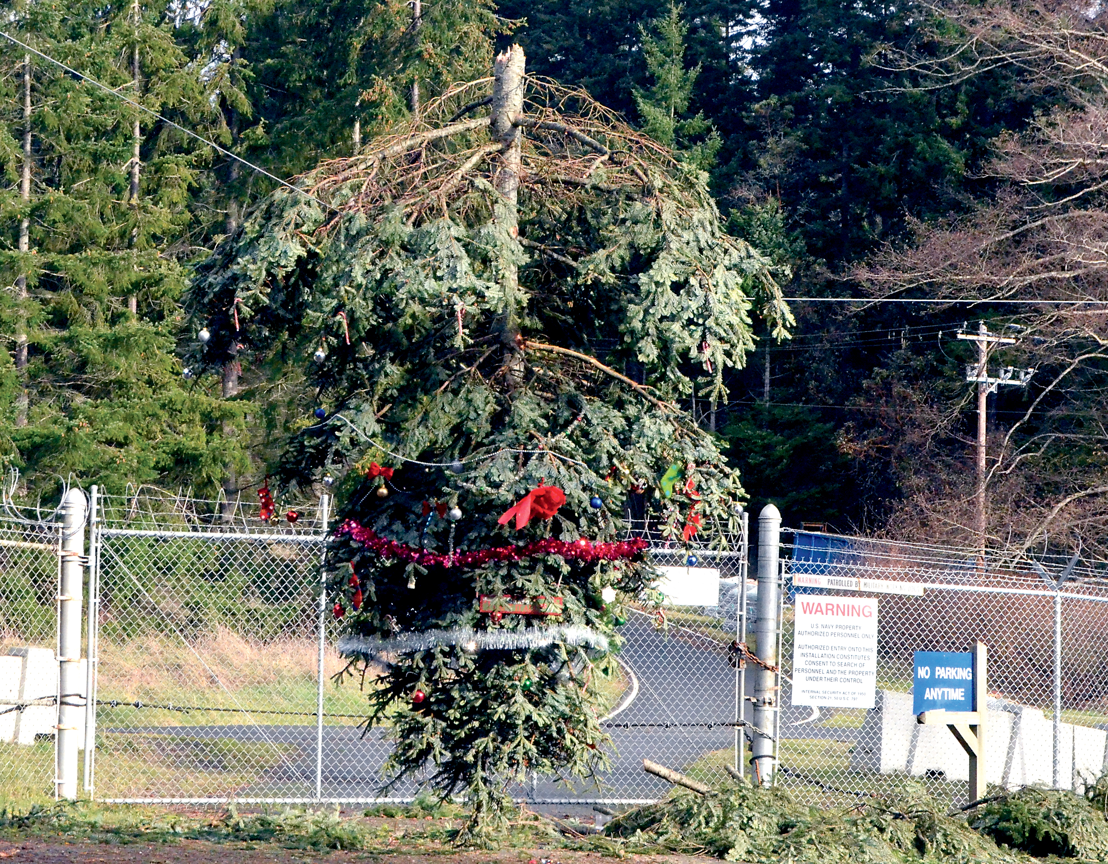 The top of a Douglas fir was blown down during last week's storms and landed in a nonactive line outside Naval Magazine Indian Island's security fence on state Highway 116