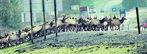 A large herd of elk crosses U.S. Highway 101 near Sequim in 2000. Tom Thompson/Peninsula Daily News