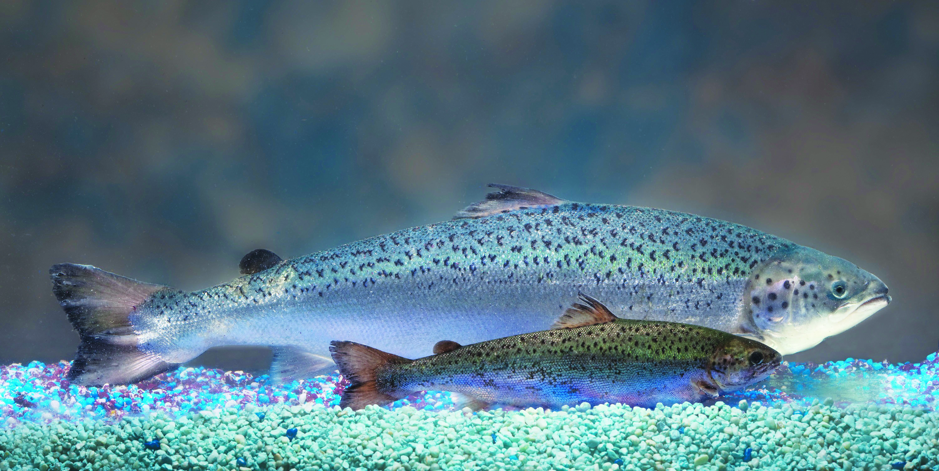 Atlantic salmon of the same age. The bigger one has genes that allow it to grow more quickly. The Associated Press/Aquabounty Technologies