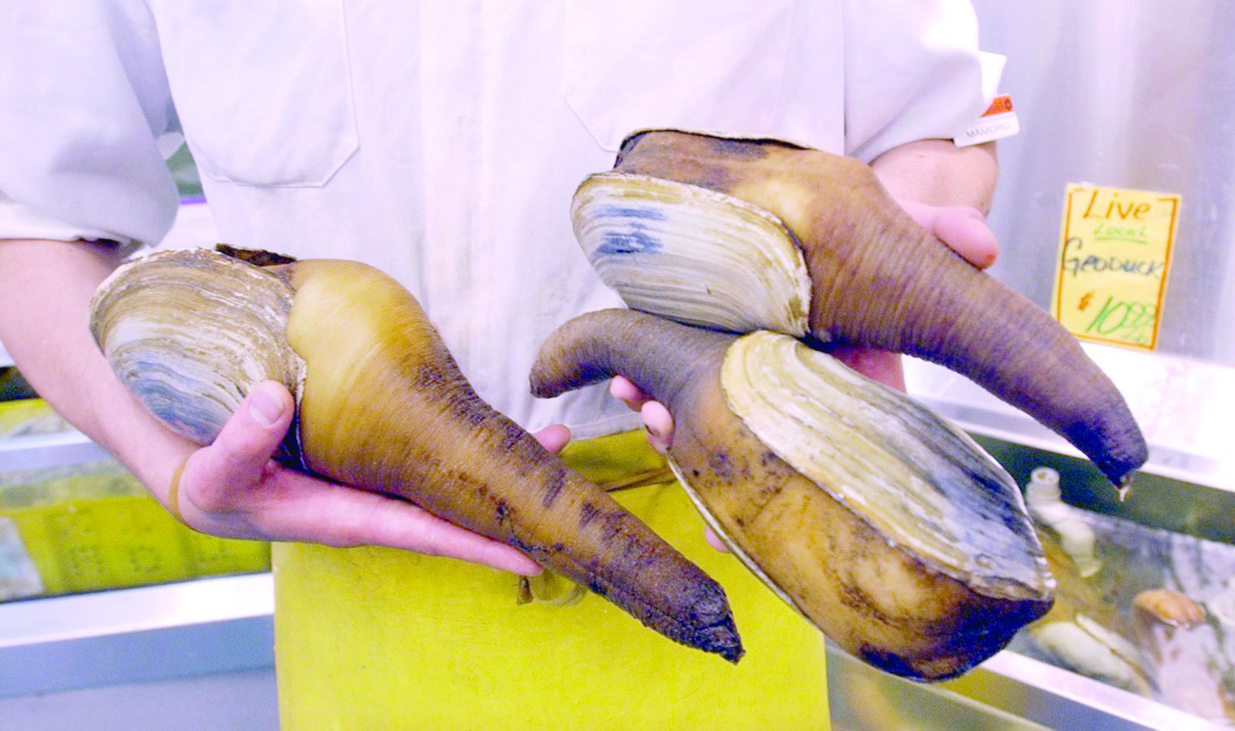 A Seattle grocer displays live geoducks. — The Associated Press