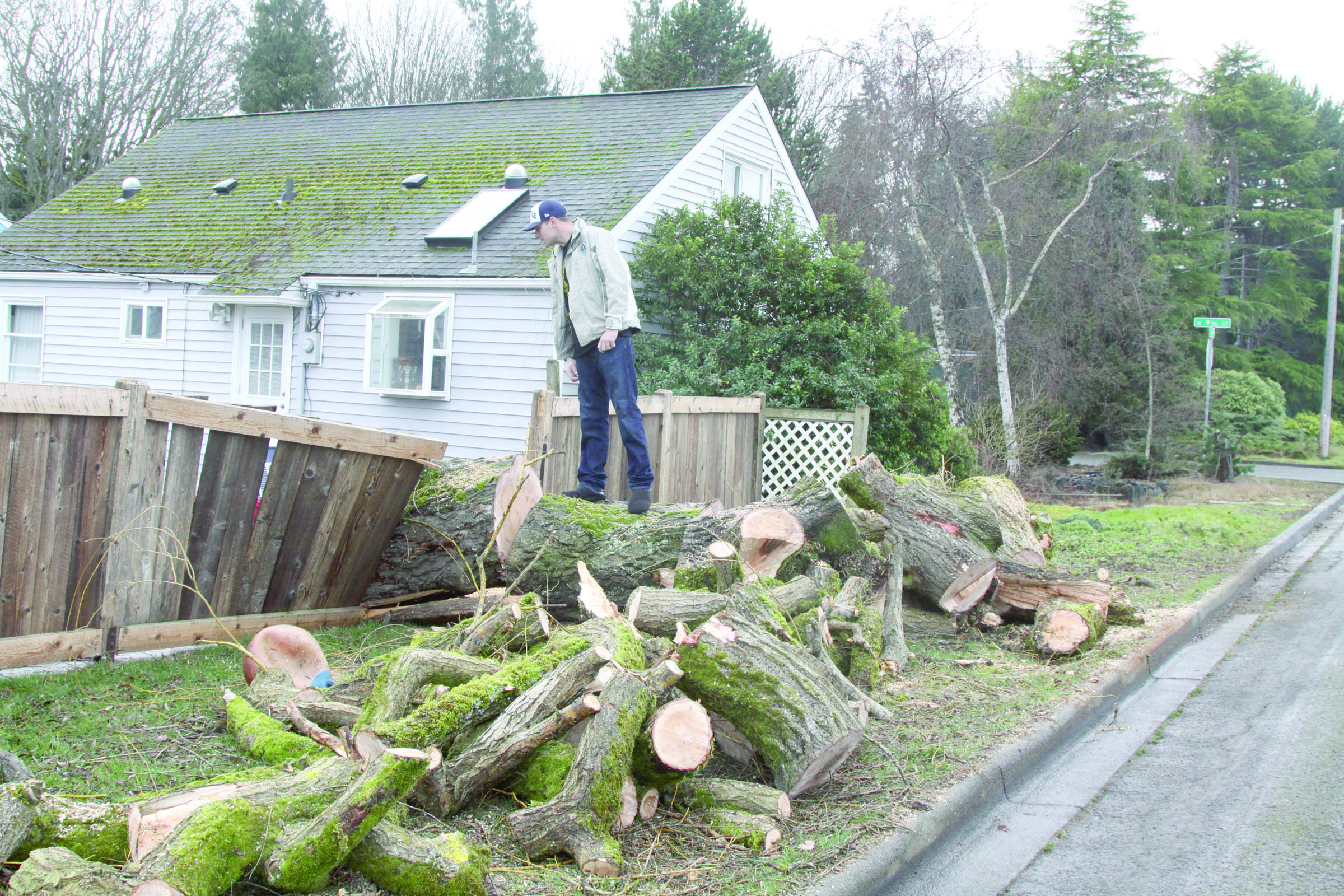 Sean Hintz surveys the damage from a willow tree blowing over early Sunday morning in the yard of the house his family rents at 737 West Ninth Street in Port Angeles. Hintz reports that he remembers hearing a loud noise at about 3 a.m. Sunday but didn't get up. At 4:30 a.m.