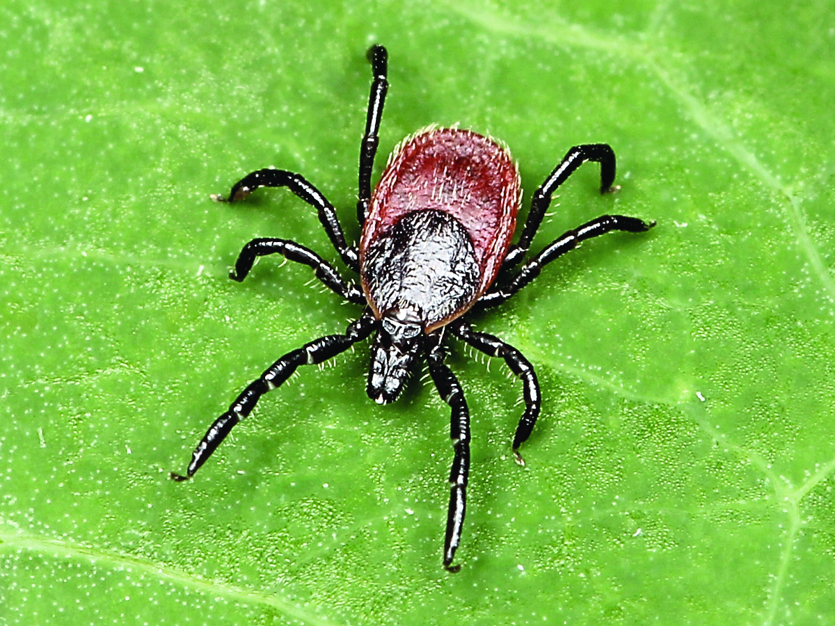 Ixodes pacificus Western black-legged tick
