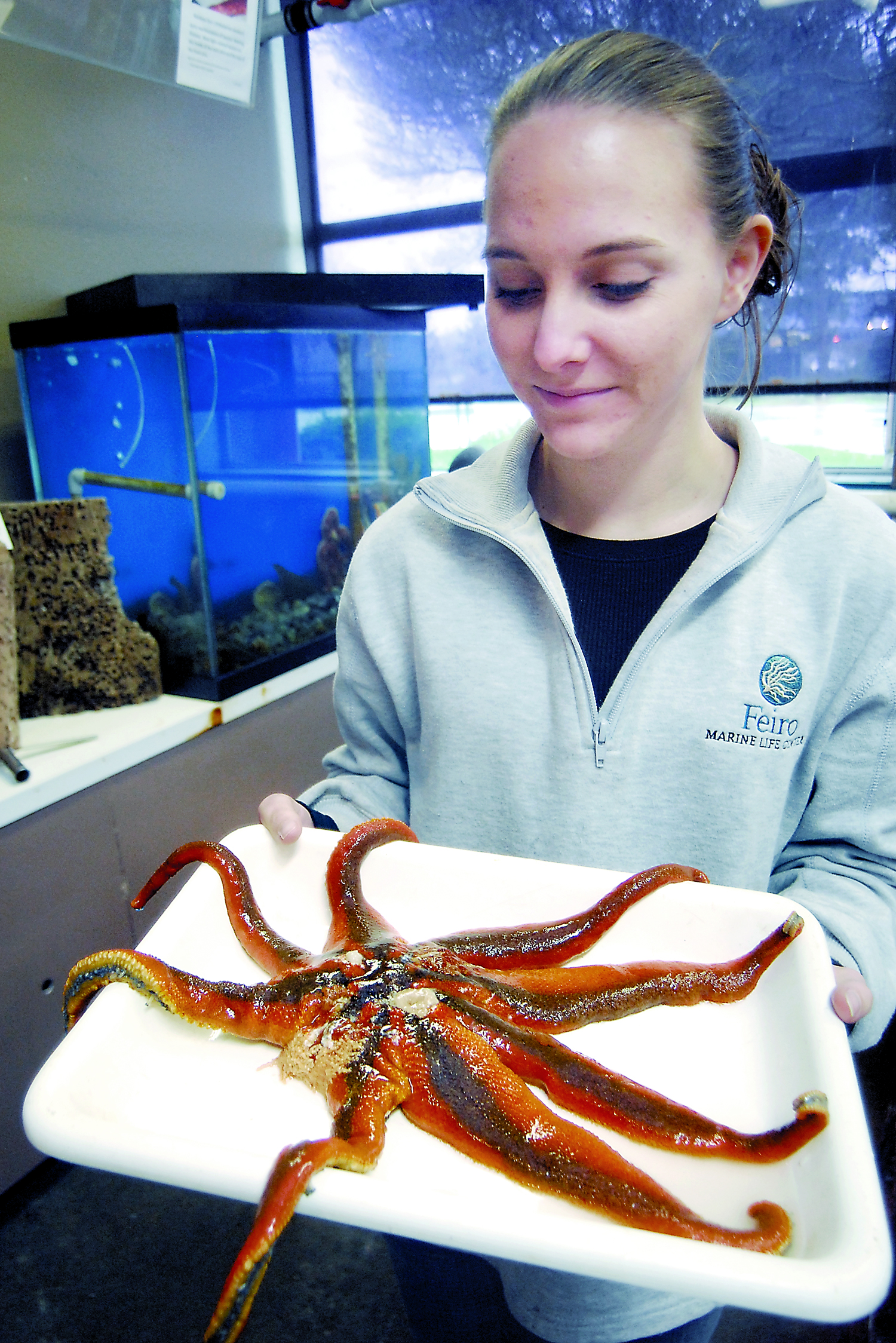 Rachele Brown of Bonney Lake displays a sun star infected with a wasting disease Thursday at the Feiro Marine Life Center in Port Angeles. — Keith Thorpe/Peninsula Daily News