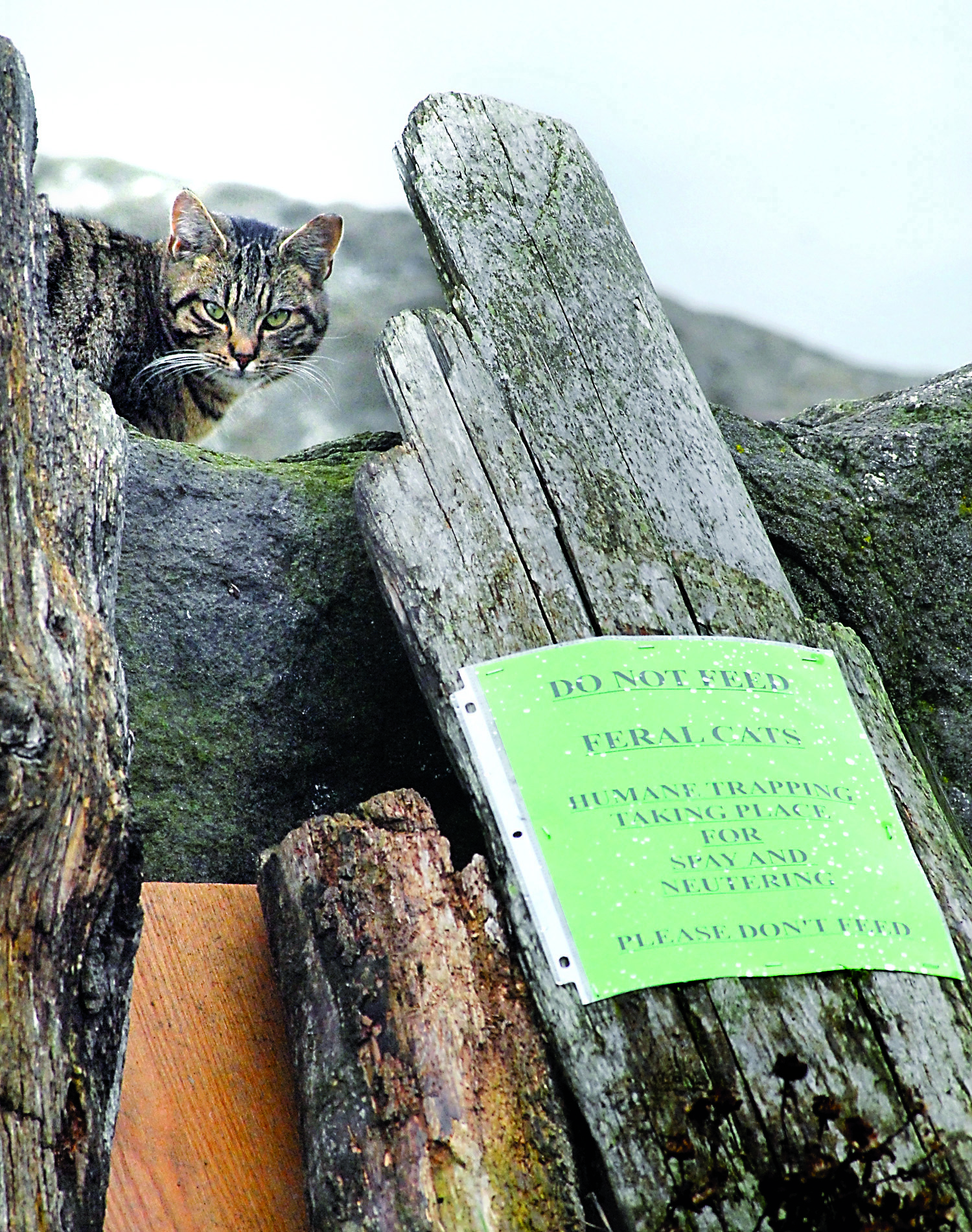 A cat looks out from the riprap on Ediz Hook in Port Angeles on Tuesday. Signs have been posted warning people not to feed a colony of feral cats living in the rocks along the Hook. Keith Thorpe/Peninsula Daily News