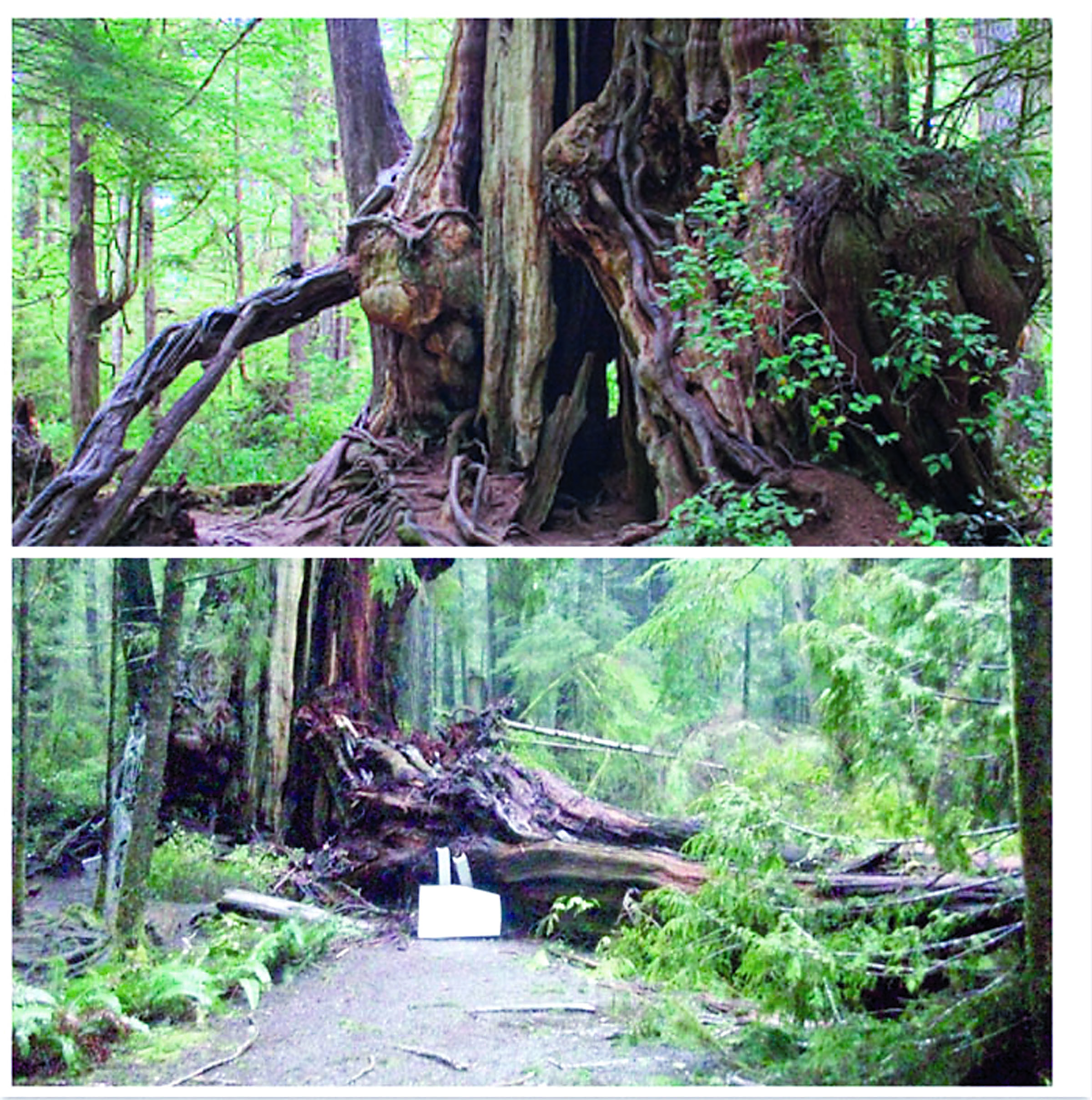 This before-and-after photo illustration shows the massive western red cedar near Kalaloch Lodge that was recently found split in half. — Olympic National Park