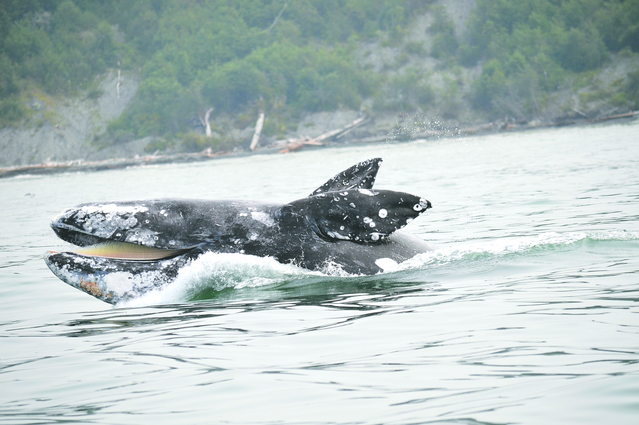 A gray whale emerging from the Pacific off Tatoosh Island is part of Meredith Parker's exhibition “Images