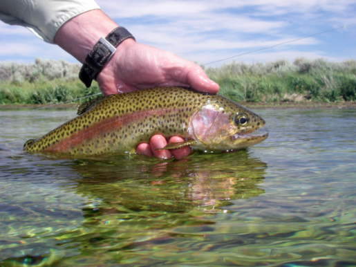 File photo by Roger Bloom