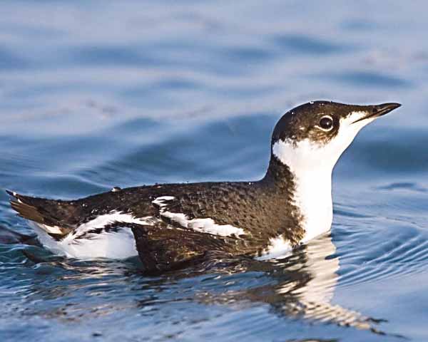 The marbled murrelet was at the center of a recent request to halt logging planned by Interfor. National Audubon Society