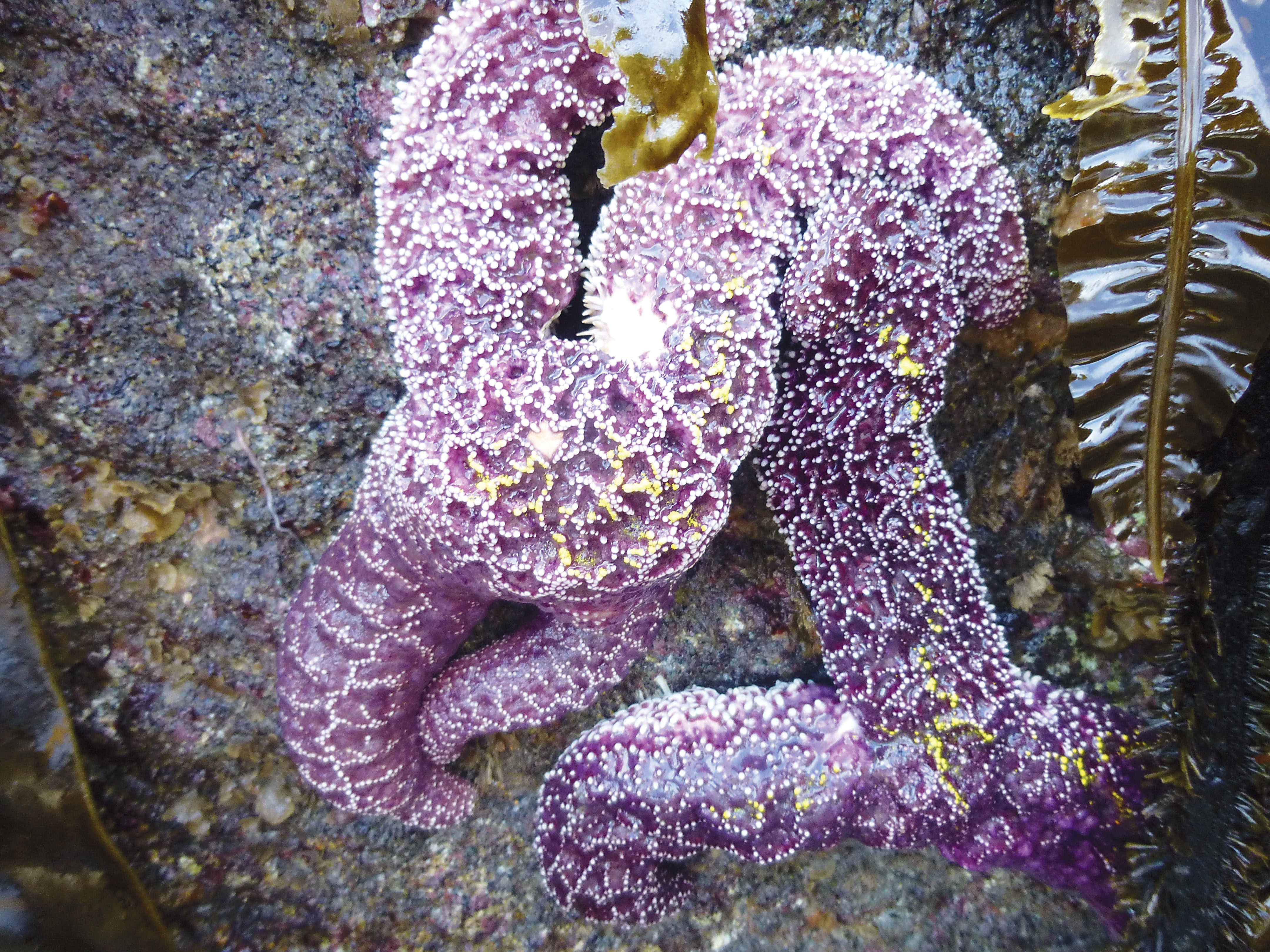 Ochre sea stars afflicted with sea star wasting syndrome are seen clinging to rocks along Freshwater Bay in Clallam County during a June 15 survey of sea stars there organized by Helle Andersen of the Feiro Marine Life Center in Port Angeles. Burt Foote