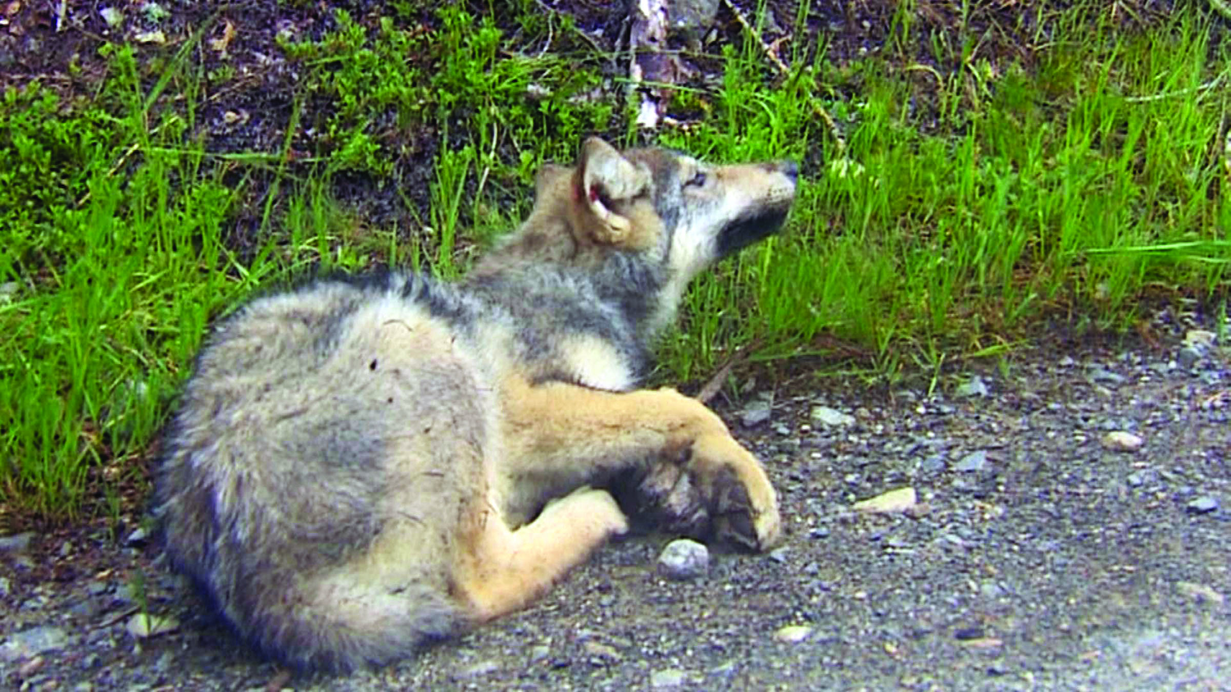 A tranquilized gray wolf from the Wedge Pack of wolves begins to awaken near Colville