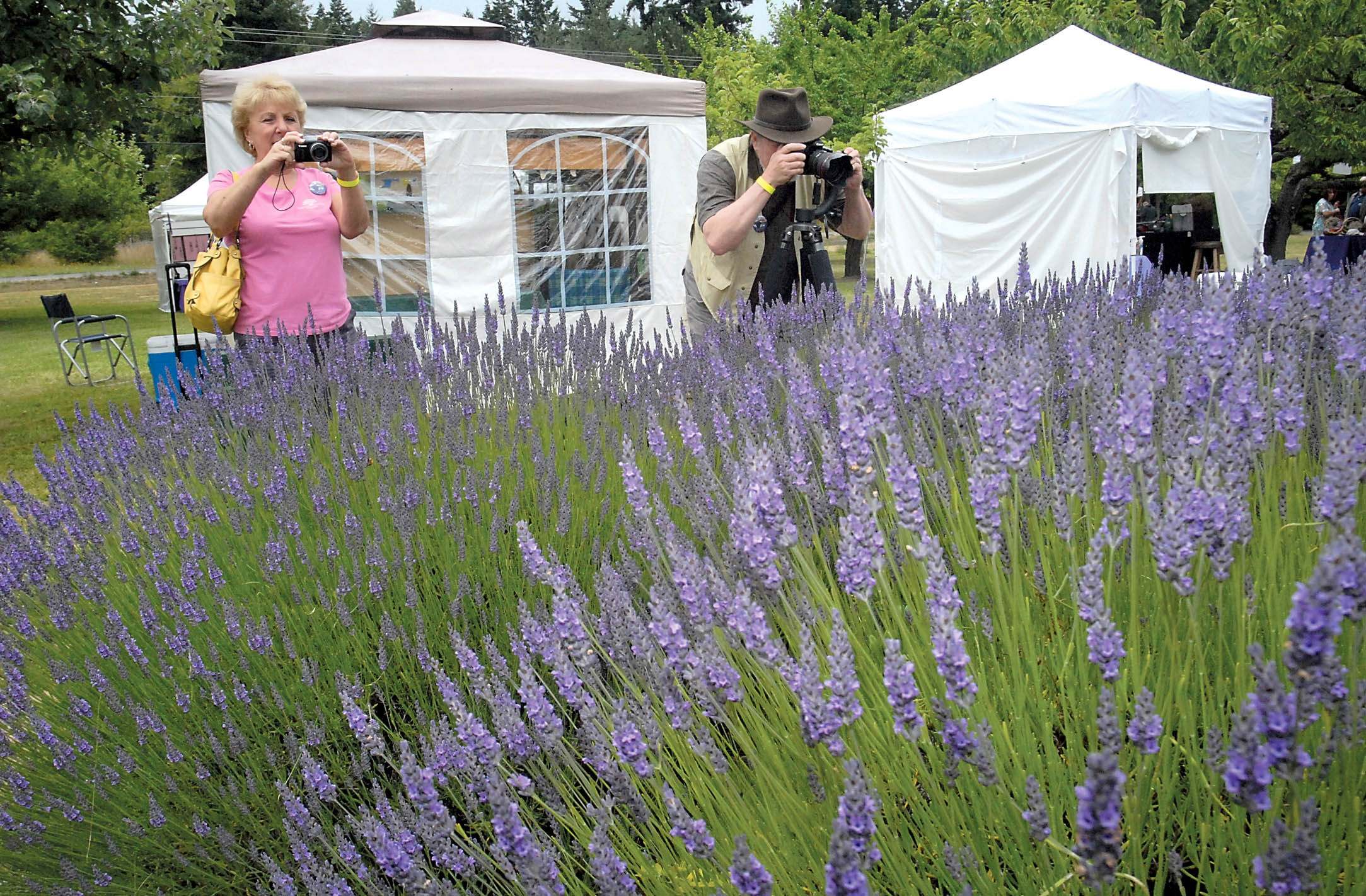 Cindy and Marty Kramer of Port Orchard photograph rows of lavender at Lost Mountain Lavender Farm on Taylor Cutoff Road southwest of Sequim over the weekend. Keith Thorpe/Peninsula Daily News