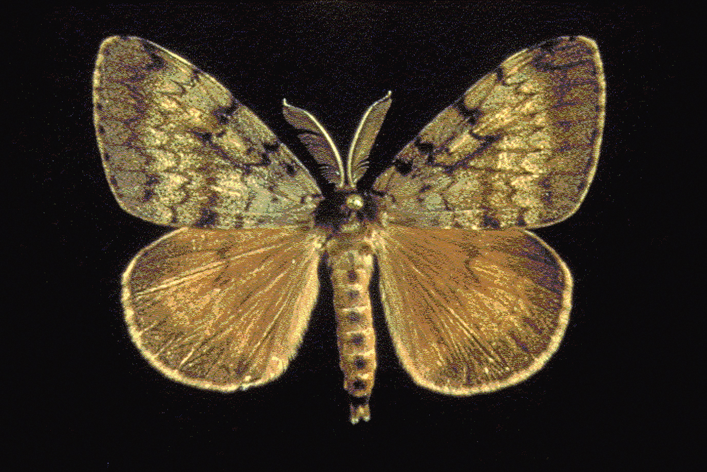The gypsy moth captured off Old Fort Townsend Road south of Port Townsend.