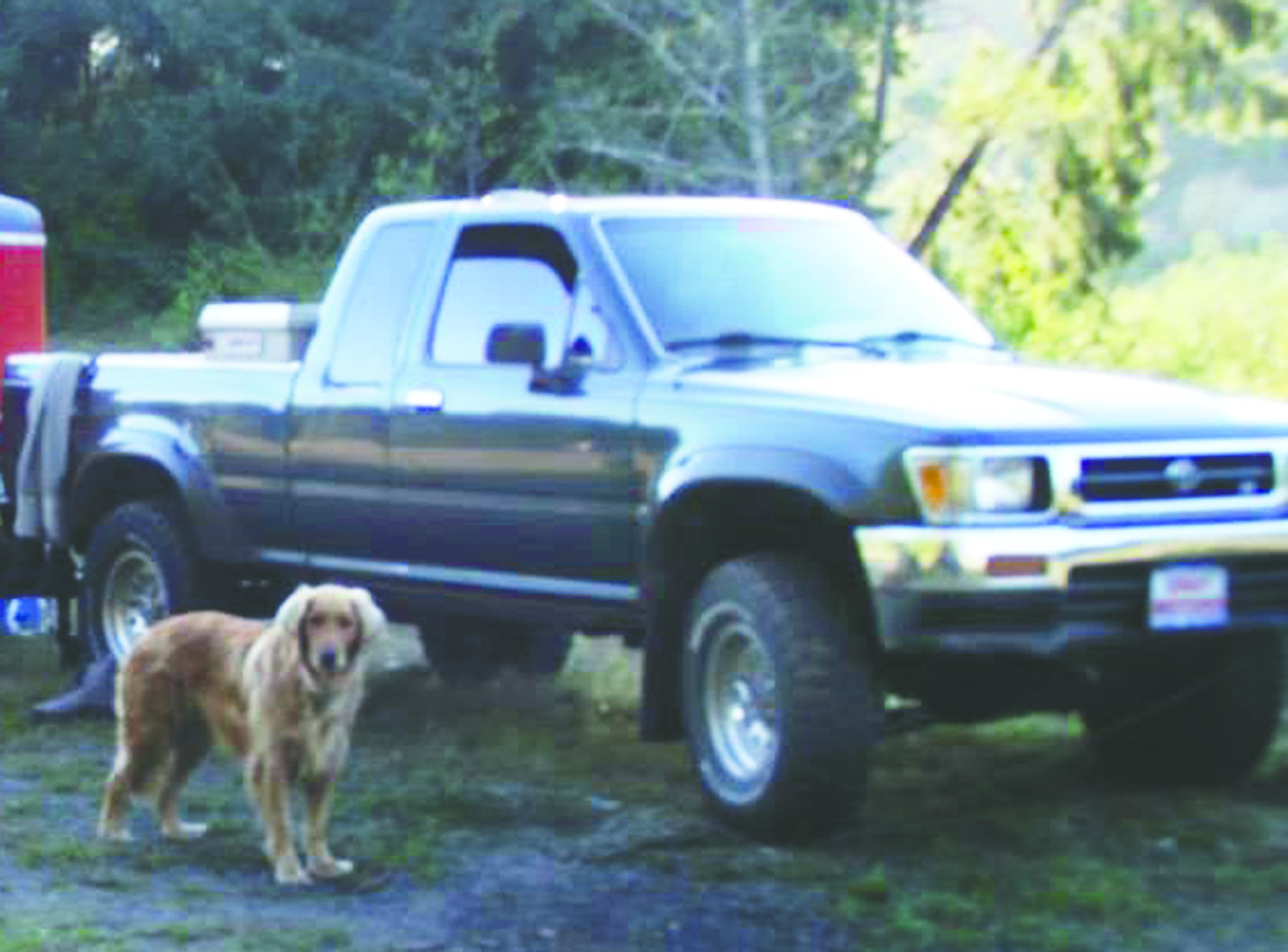 Who stole the pickup truck and .22-caliber rifle?