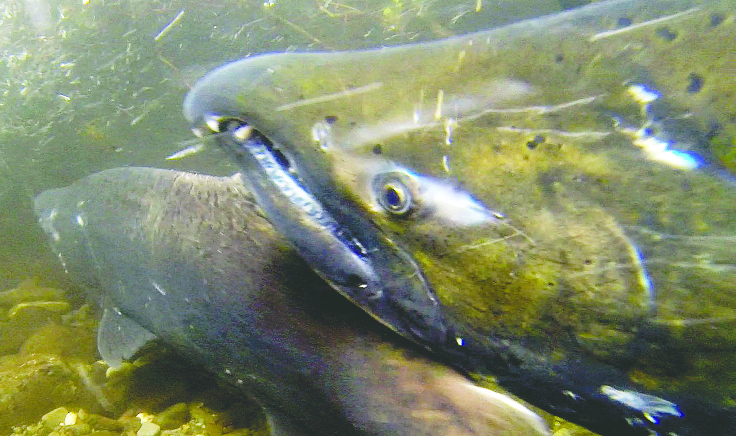 A couple of king salmon spawners are seen in Indian Creek