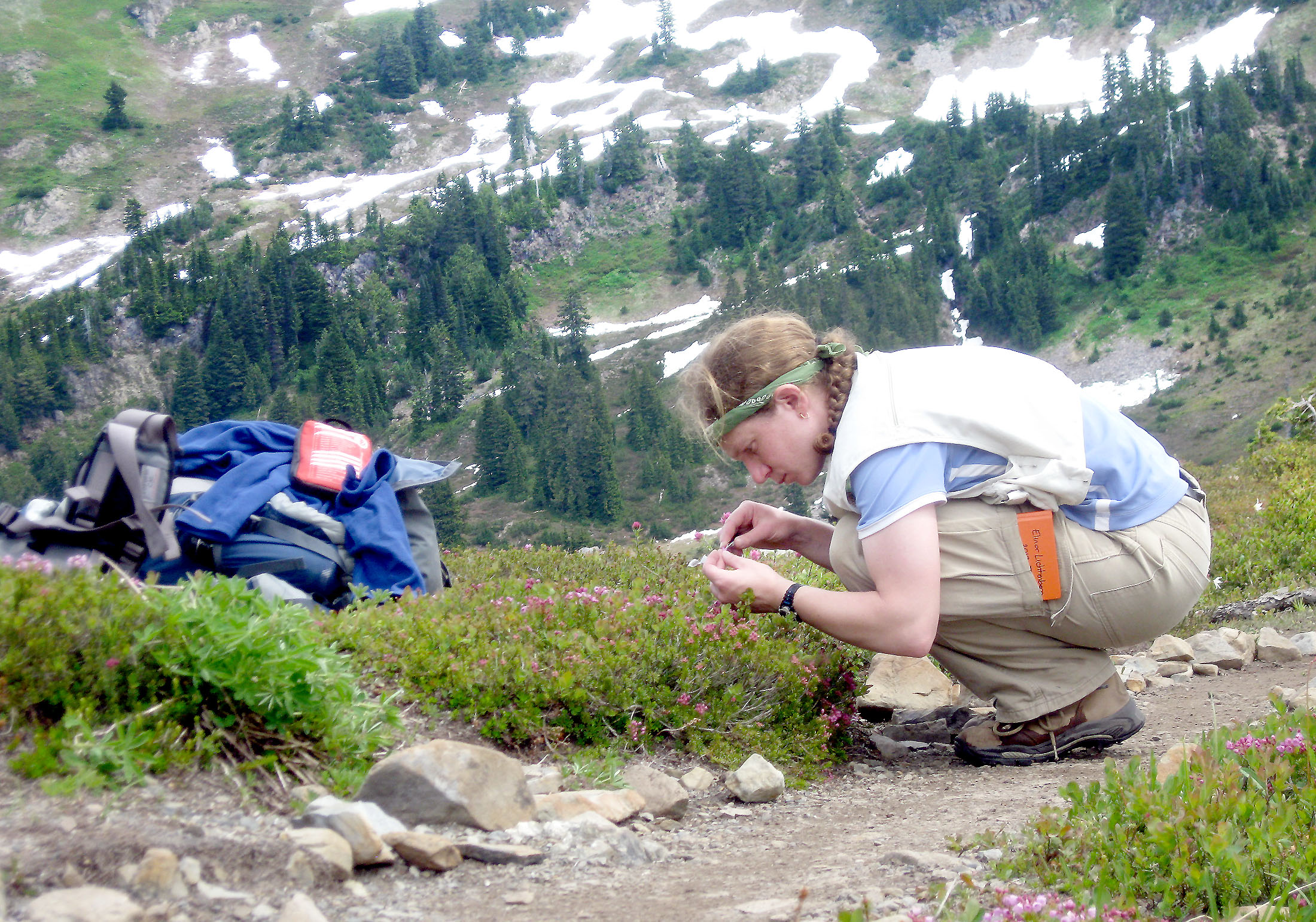 Washington State University postdoctoral associate Elinor Lichtenberg inspects flowers nears Heart Lake in Olympic National Park in July 2013.