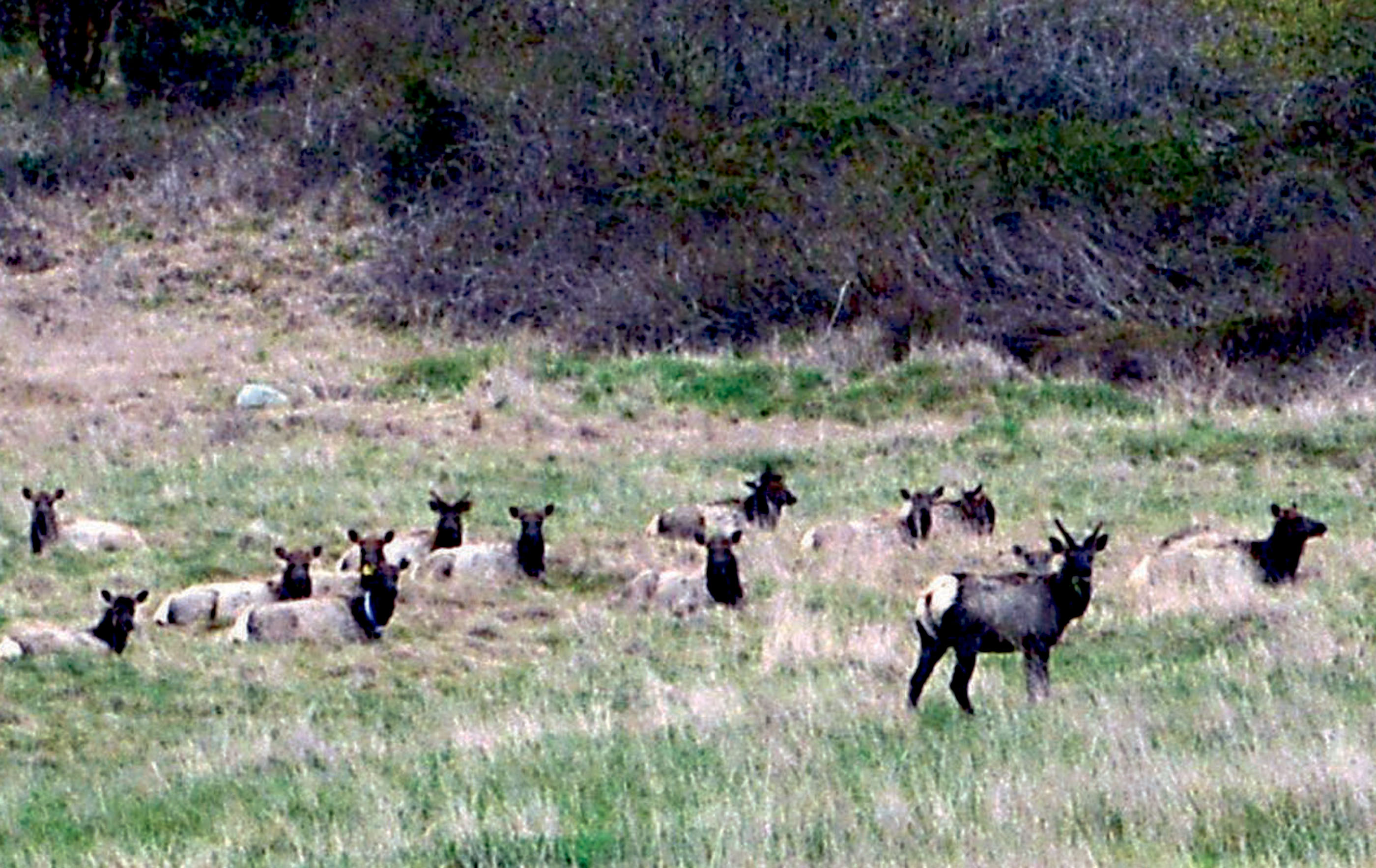 Part of last April's Sequim elk herd rests in a field above Brownfield Road off U.S. Highway 101 southeast of Sequim.  —Photo by Joe Smillie/Peninsula Daily News