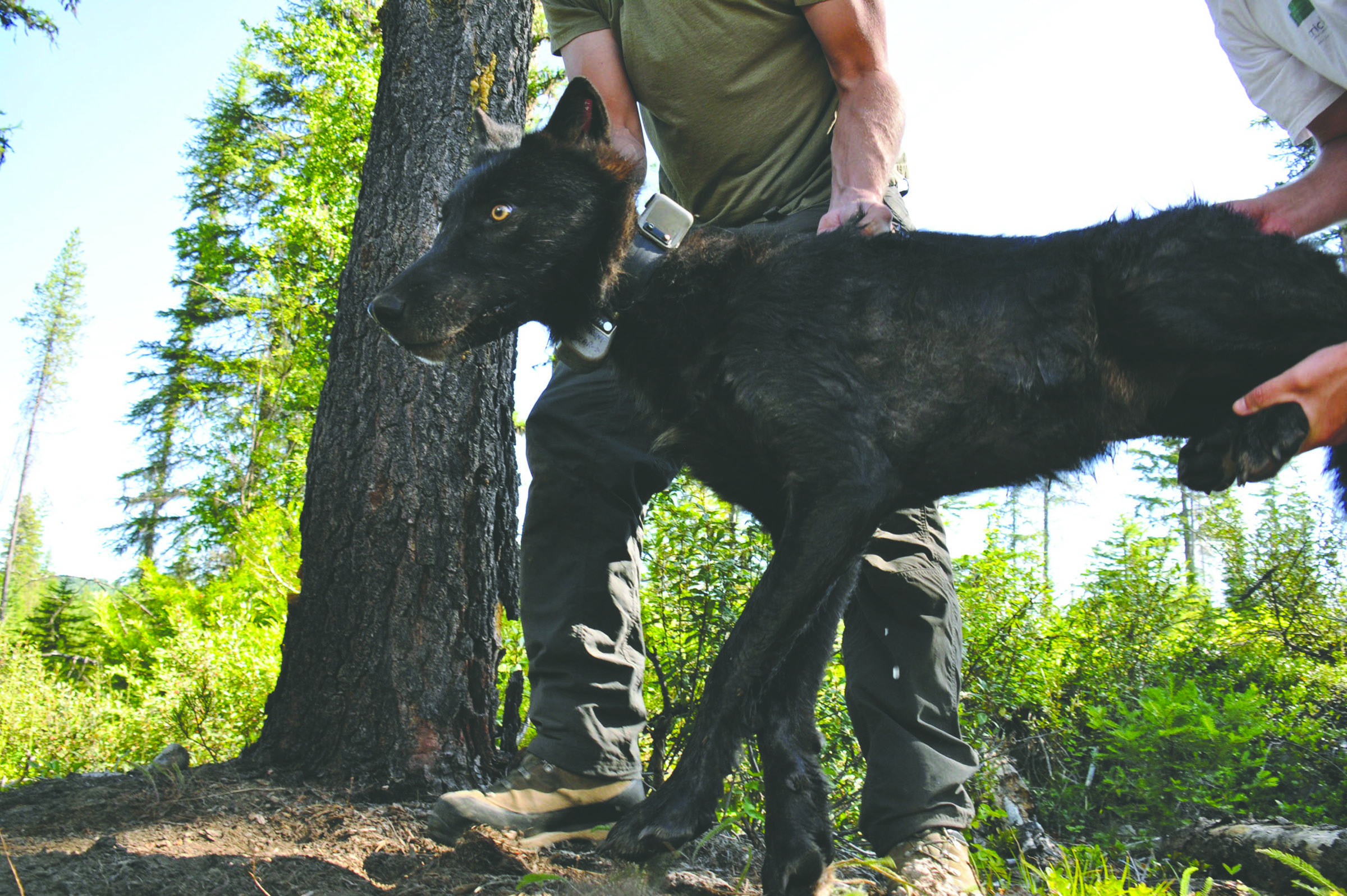 A yearling female gray wolf is set in the shade by Washington Fish and Wildlife Department biologists so it can continue waking from the effect of tranquilizers before taking off on its own again. It had been captured and fitted with ear tags and a GPS collar on July 15