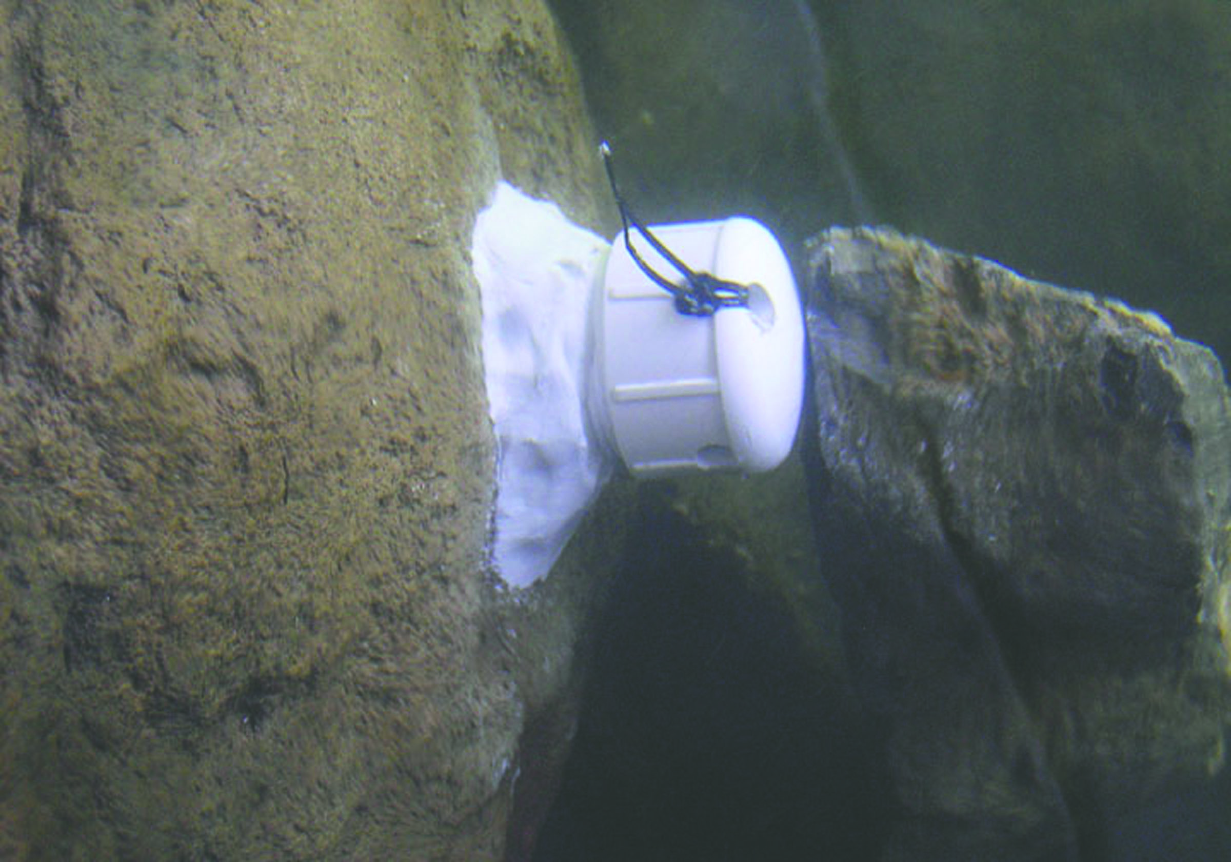This 2013 photo shows a sensor glued to an underwater rock which records the temperature every hour in the Salmon River in Idaho. U.S. Forest Service