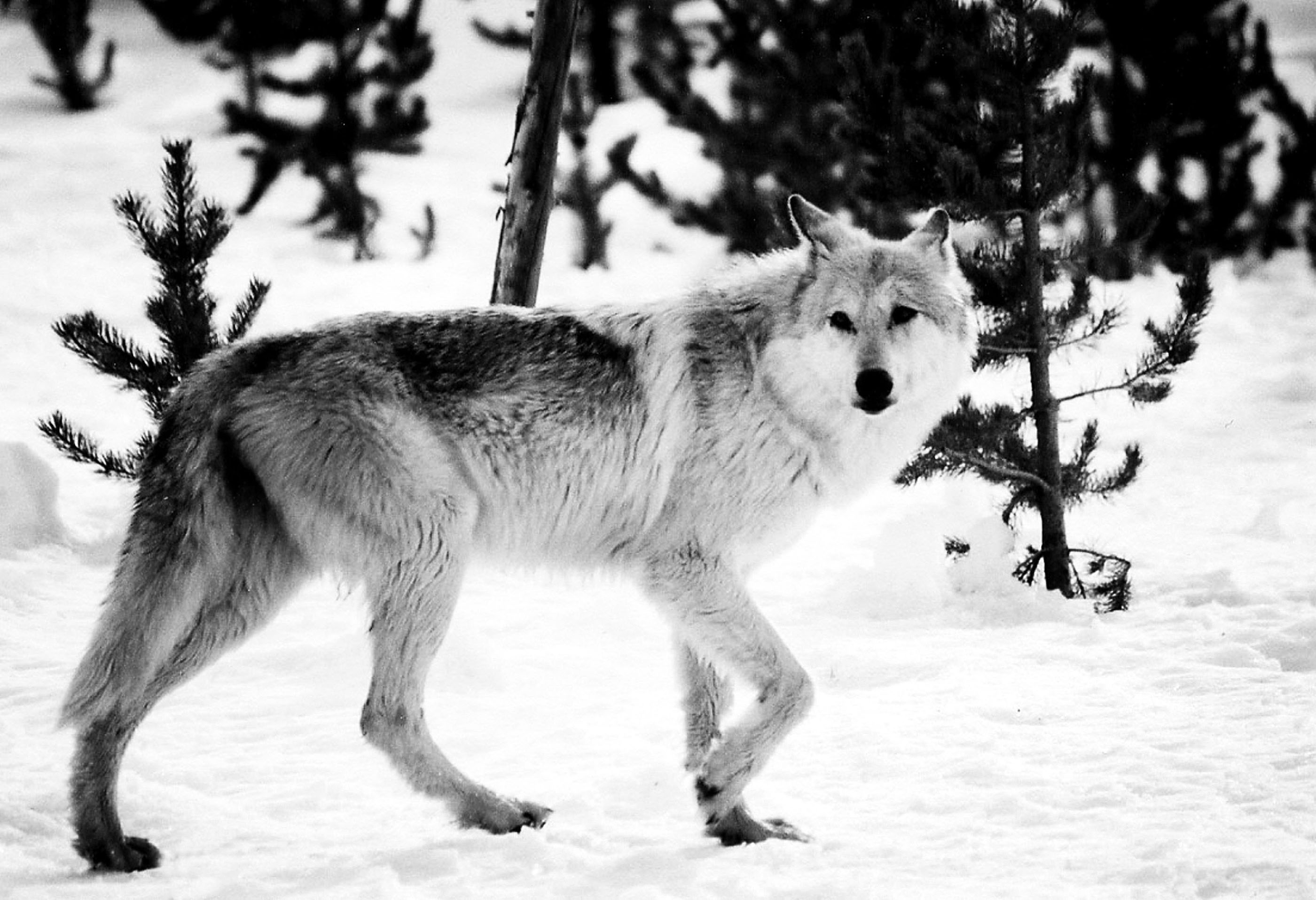 A gray wolf in the wild: The debate over the future of wolves in Washington state is so emotional that law enforcement was called to watch a hearing in Olympia.  -- Photo by The Associated Press