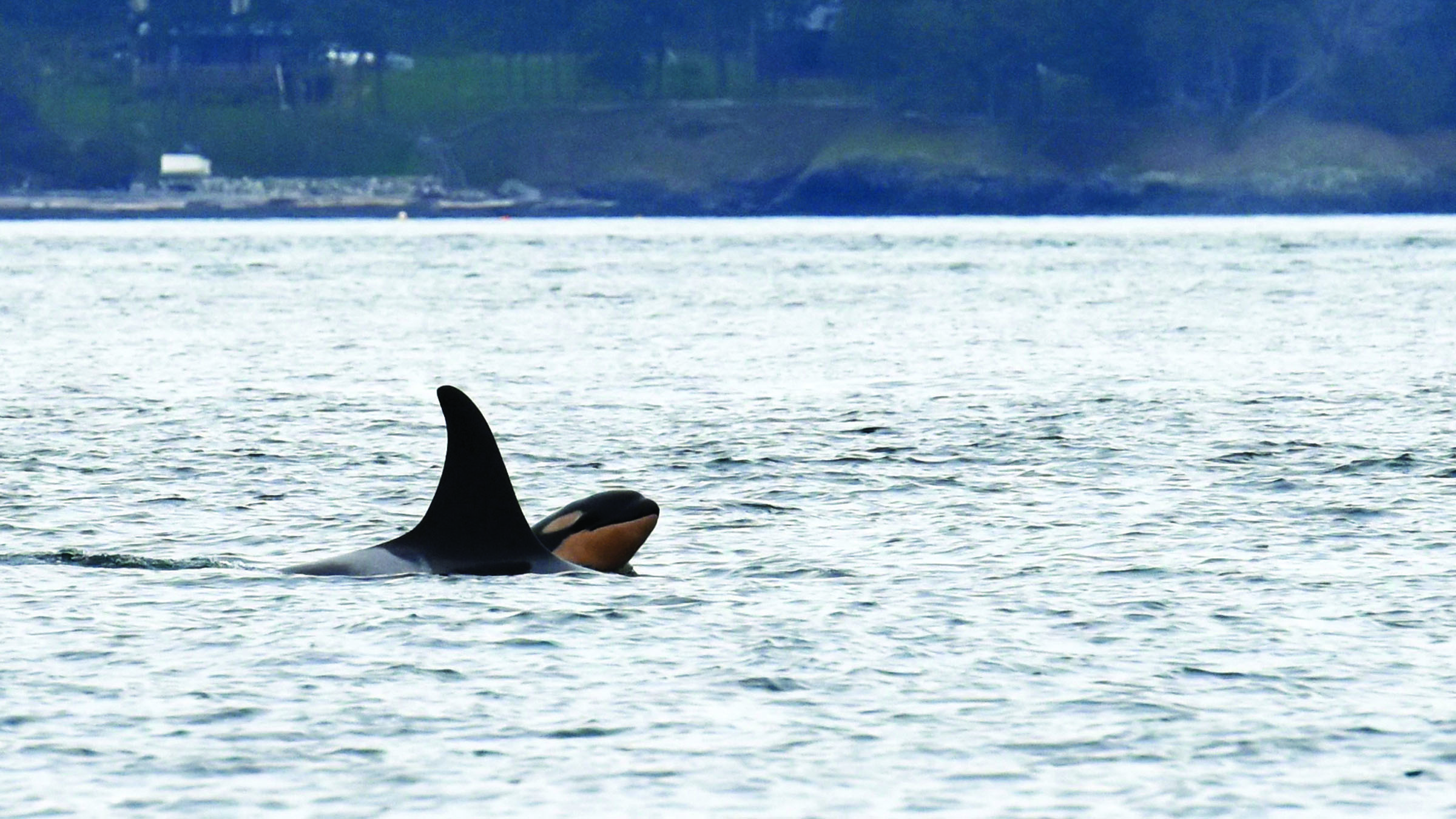 Newborn orca calf J53 is seen with its mother J17 off San Juan Island on Saturday. It is the sixth baby born to a Southern Resident pod since last December —The Associated Press.