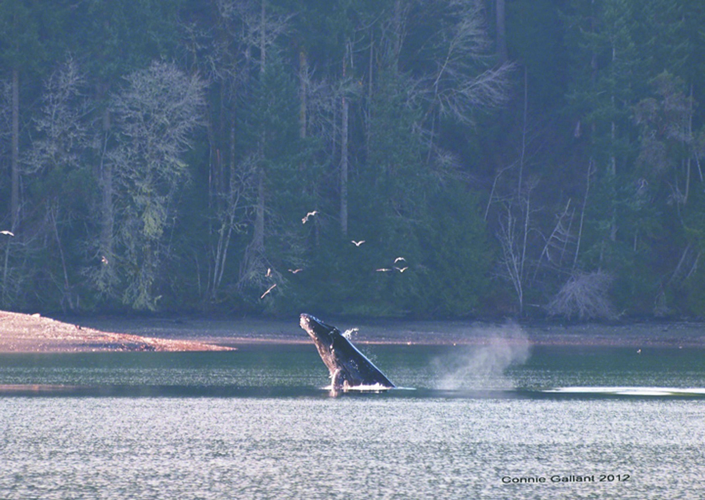 A humpback whale was spotted in 2012 on the west side of Dabob Bay near the Taylor Shellfish shoreline property recently purchased by the state Department of Natural Resources as an addition to the Dabob Bay Natural Area. Connie Gallant