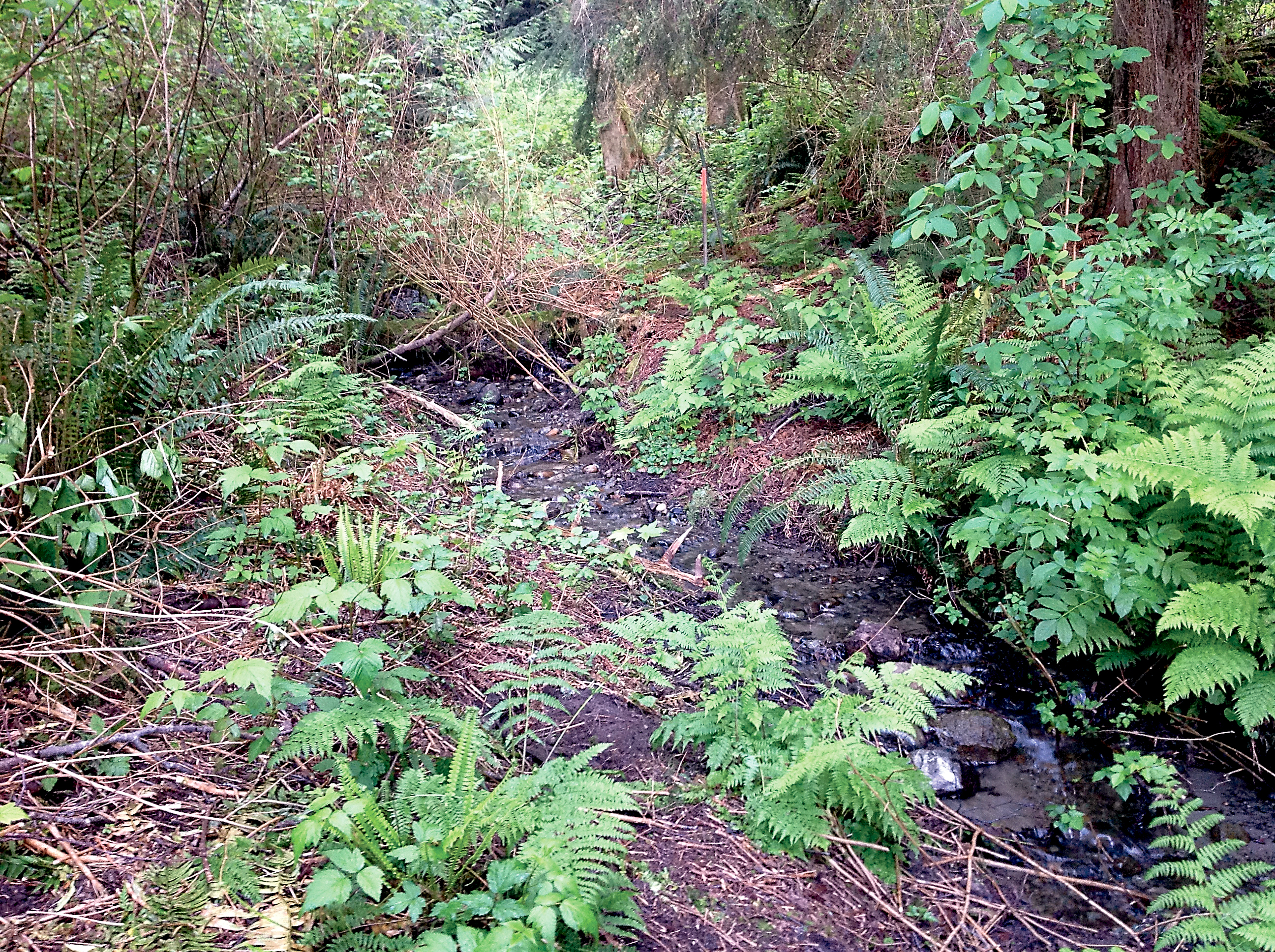 The state Committee on Geographic Names has recommended the approval of the name Cooper Creek for an unchristened waterway that flows into the Hood Canal at Paradise Bay Estates.