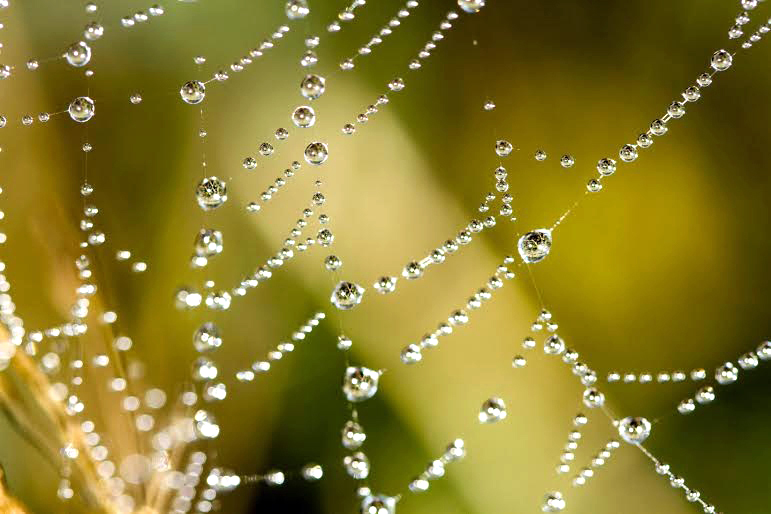 Beverly McNeil's un-PhotoShopped images grace the Port Townsend Gallery. — Beverly McNeil