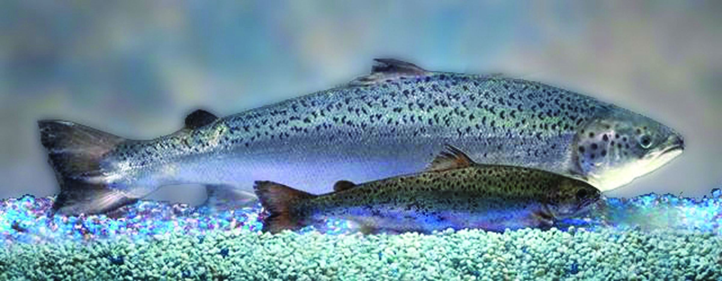 Two same-age salmon
