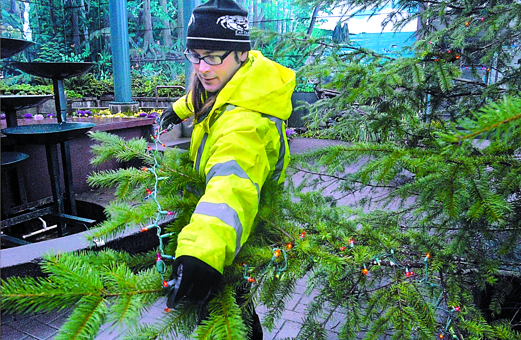 Port Angeles Parks Department employee Elijah Hammel strings lights on the city Christmas tree at the Conrad Dyar Memorial Fountain in downtown Port Angeles on Tuesday. A total of 120 strings of colorful lights adorn the tree with a communty celebration and lighting ceremony scheduled for Saturday. — Keith Thorpe/Peninsula Daily News