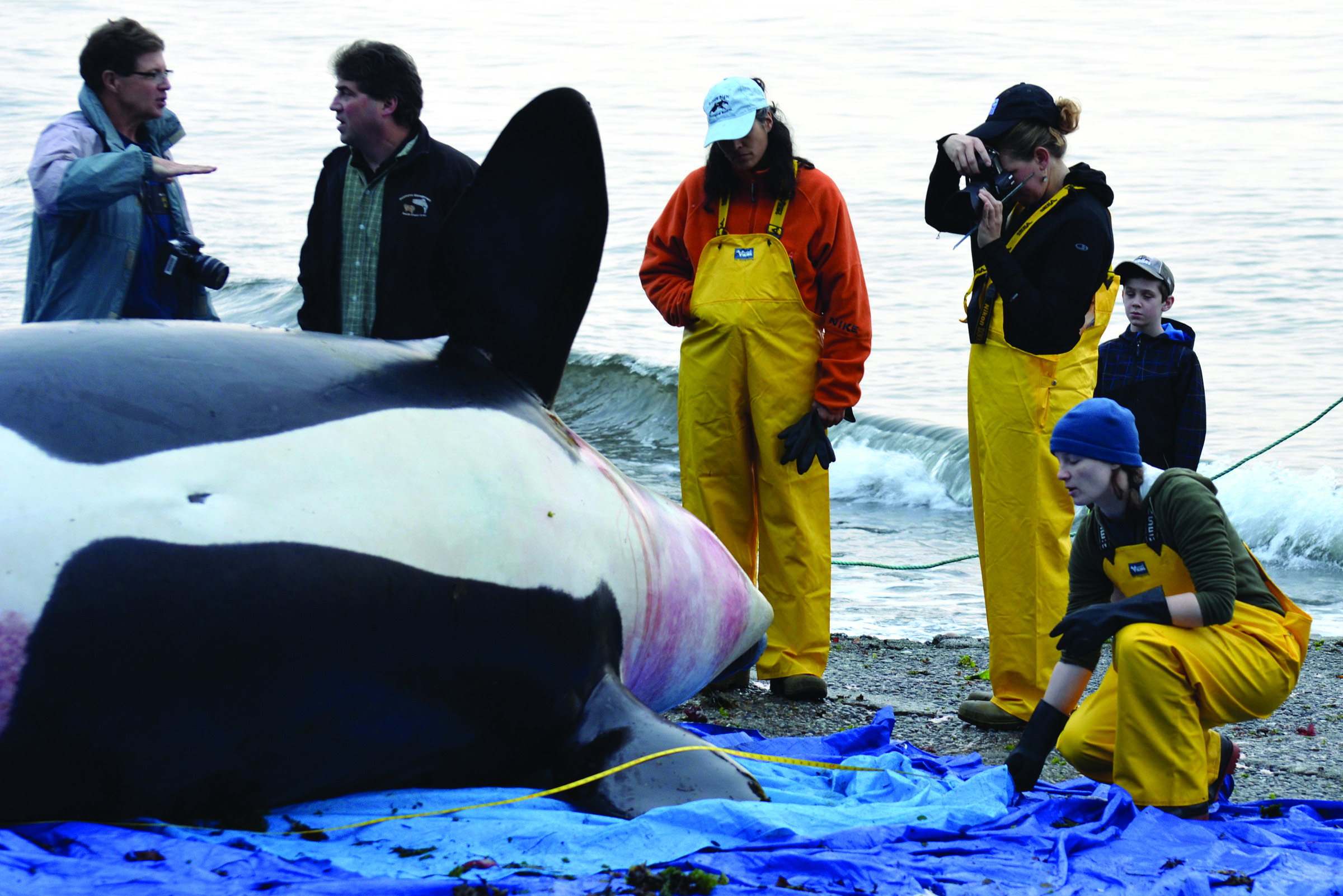 Biologists examine a dead orca at Bates Beach