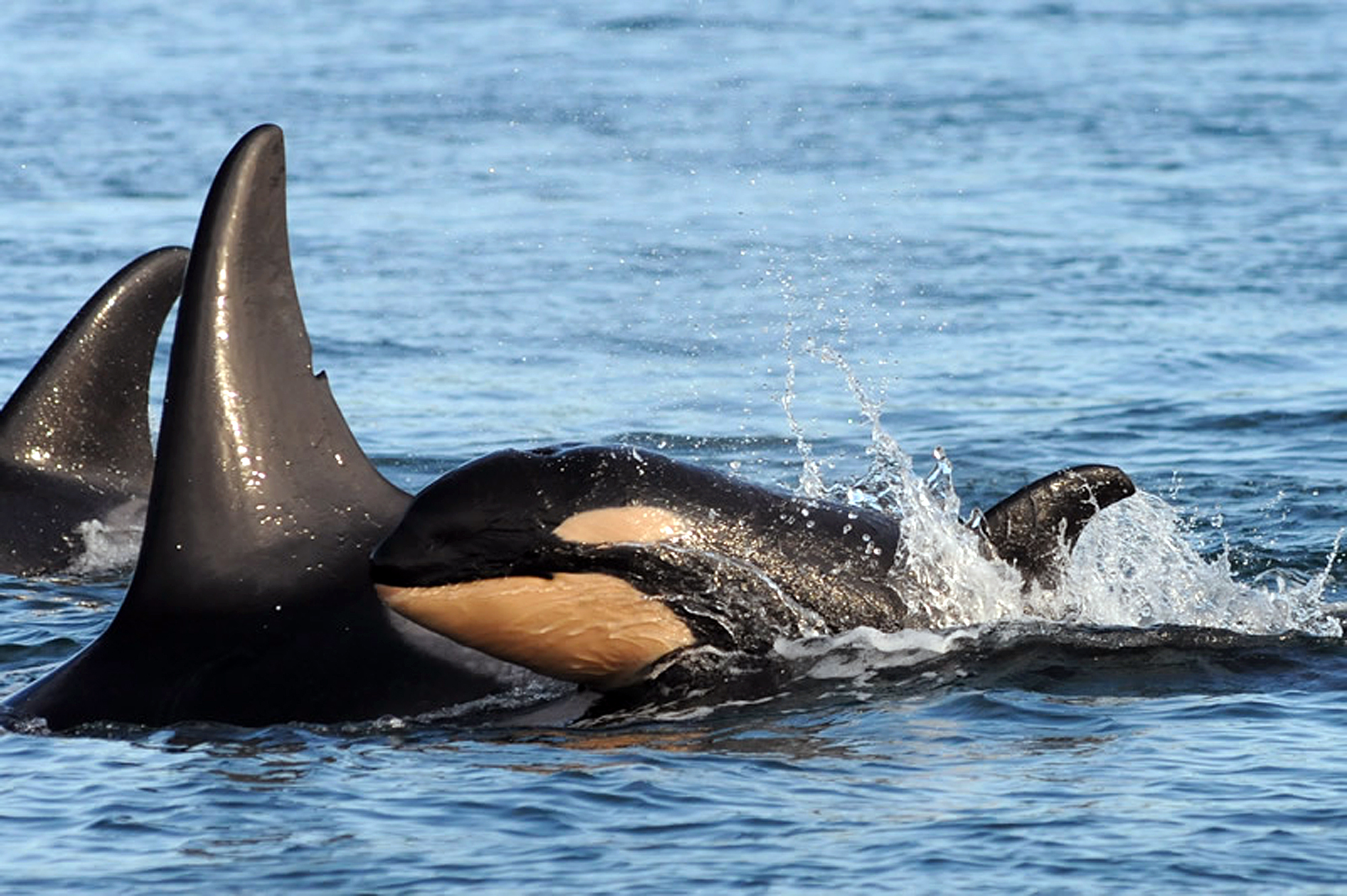 A new baby orca whale is seen swimming alongside an adult whale in the Haro Strait near the San Juan Islands last Wednesday. — Dave Ellifrit/The Center for Whale Research via AP