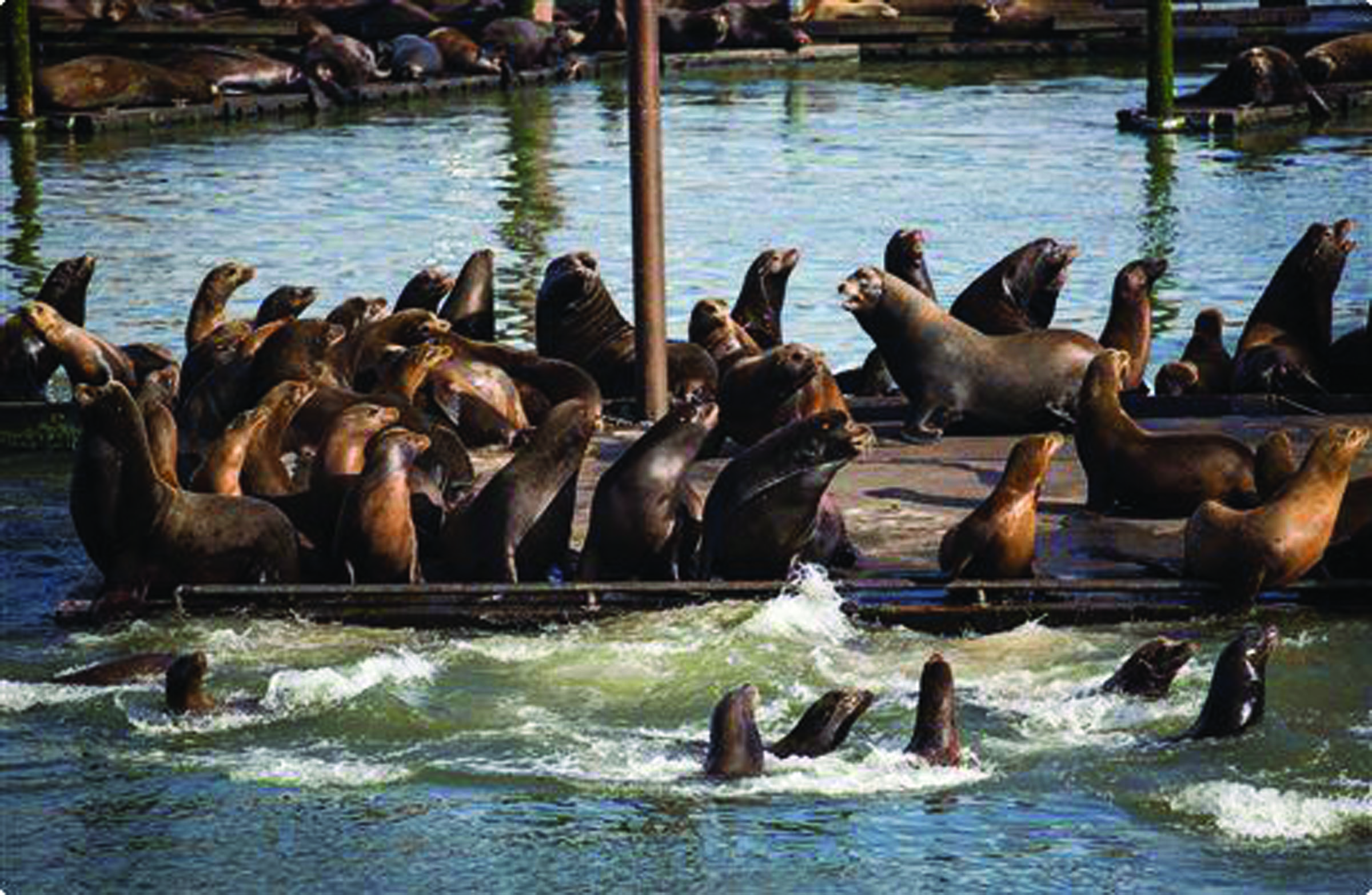 Seals and California sea lions are seen on the docks of the East End Mooring Basin in Astoria