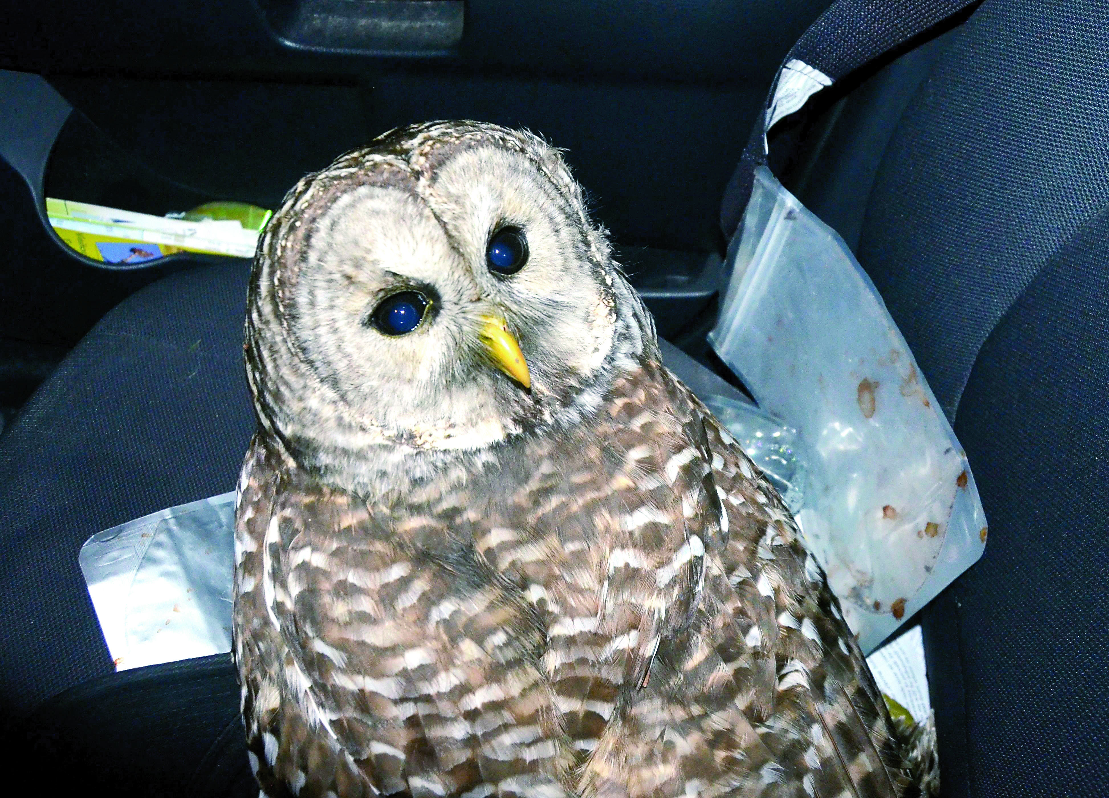 Barred owl rescued by reporter, chronicled in PDN report, dies