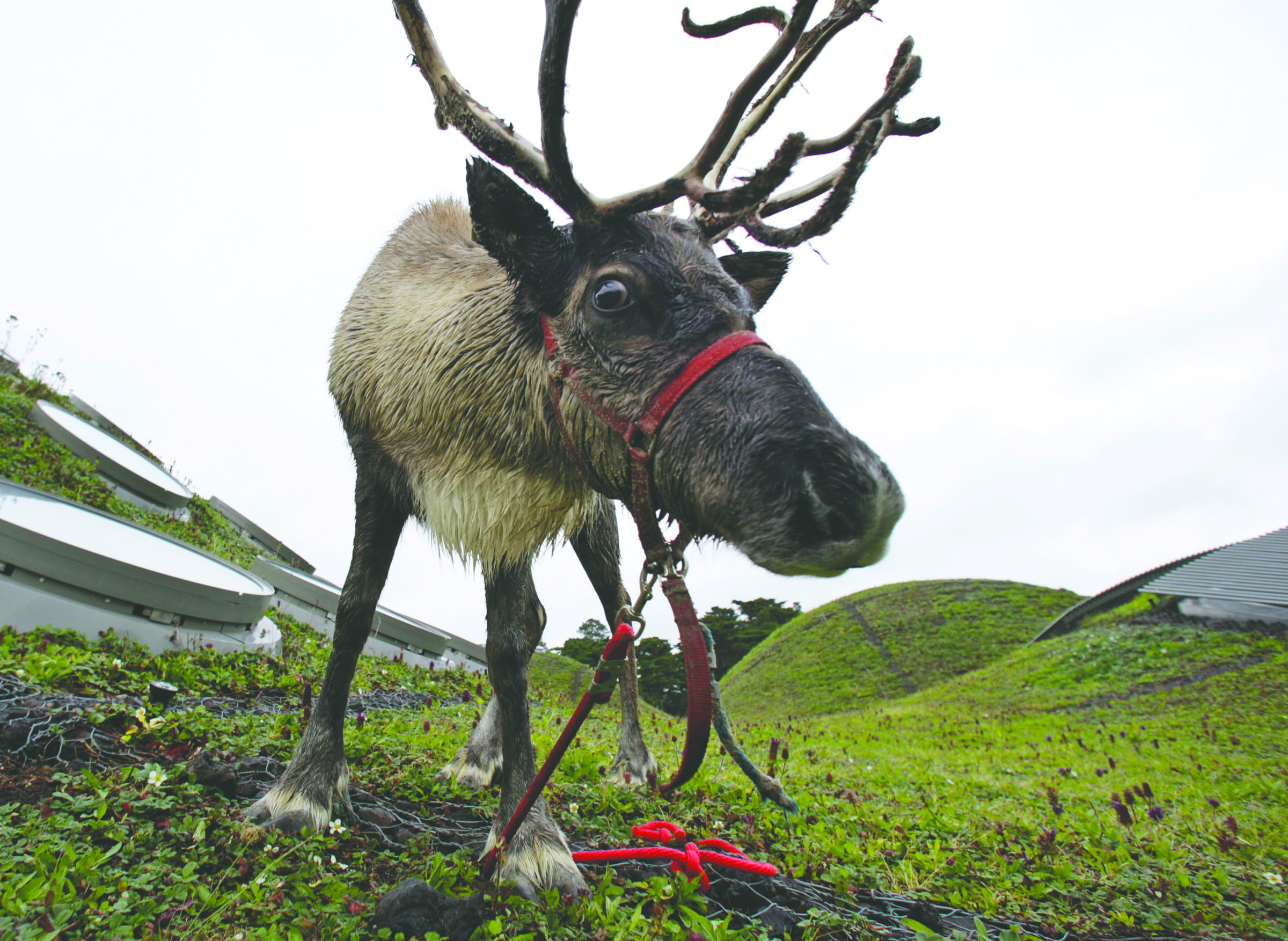 A reindeer grazes in 2010 on the living roof of the California Academy of Sciences in San Francisco. The Associated Press