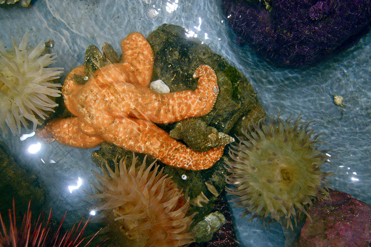 A mottled sea star sits in a tank at the Port Townsend Marine Science Center on Friday. It is one of the species of sea stars affected by sea star wasting syndrome, which has devastated sea star populations along the West Coast. (Jesse Major/Peninsula Daily News)